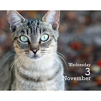 Cats 2027 Small Box Calendar