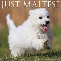 Maltese 2027 Wall Calendar - Online Only