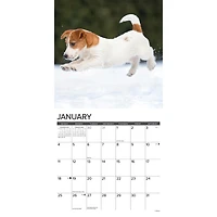 Just Jack Russell Puppies 2026 Wall Calendar - Online Only