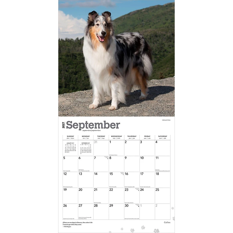 Collies 2027 Wall Calendar