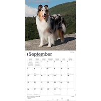 Collies 2027 Wall Calendar