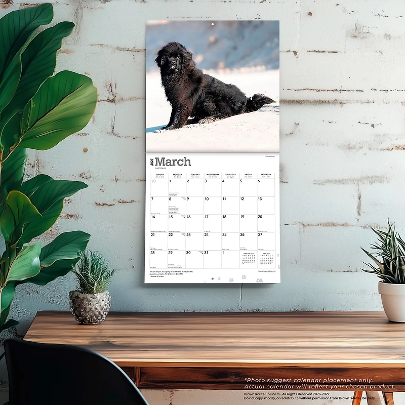 Newfoundlands 2027 Wall Calendar
