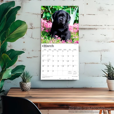 Black Lab Puppies 2026 Wall Calendar