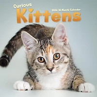 Curious Kittens 2026 Wall Calendar
