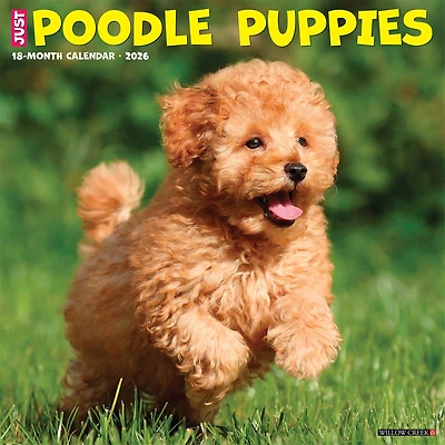 Just Poodle Puppies 2026 Wall Calendar - Online Only