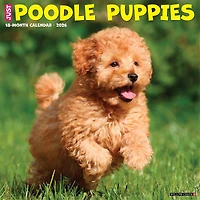 Just Poodle Puppies 2026 Wall Calendar - Online Only
