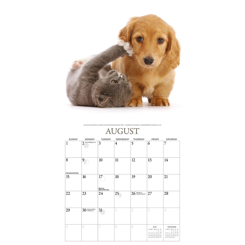 Kittens and Friends 2027 Wall Calendar