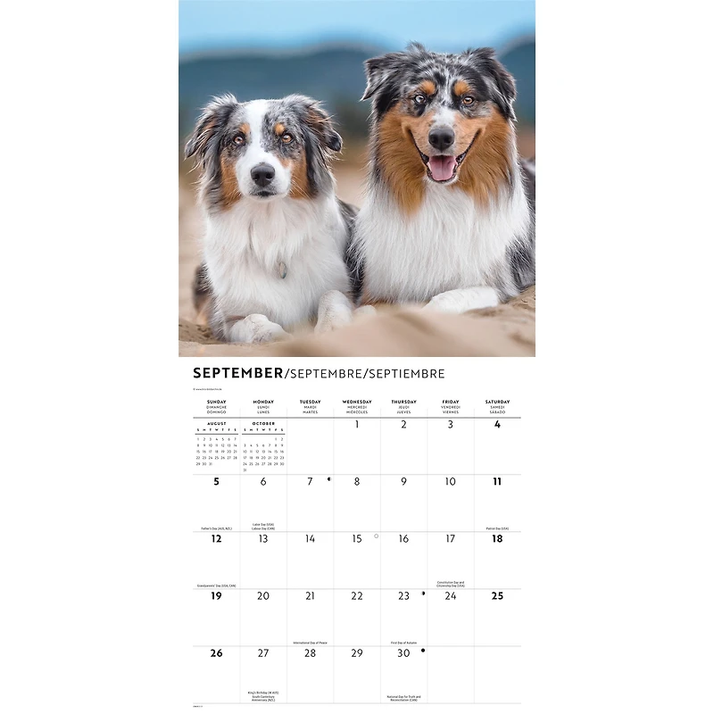 Australian Shepherds 2027 Wall Calendar