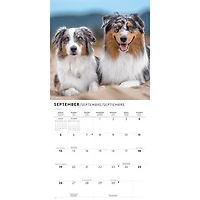 Australian Shepherds 2027 Wall Calendar