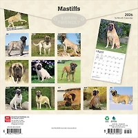 Mastiffs 2026 Wall Calendar
