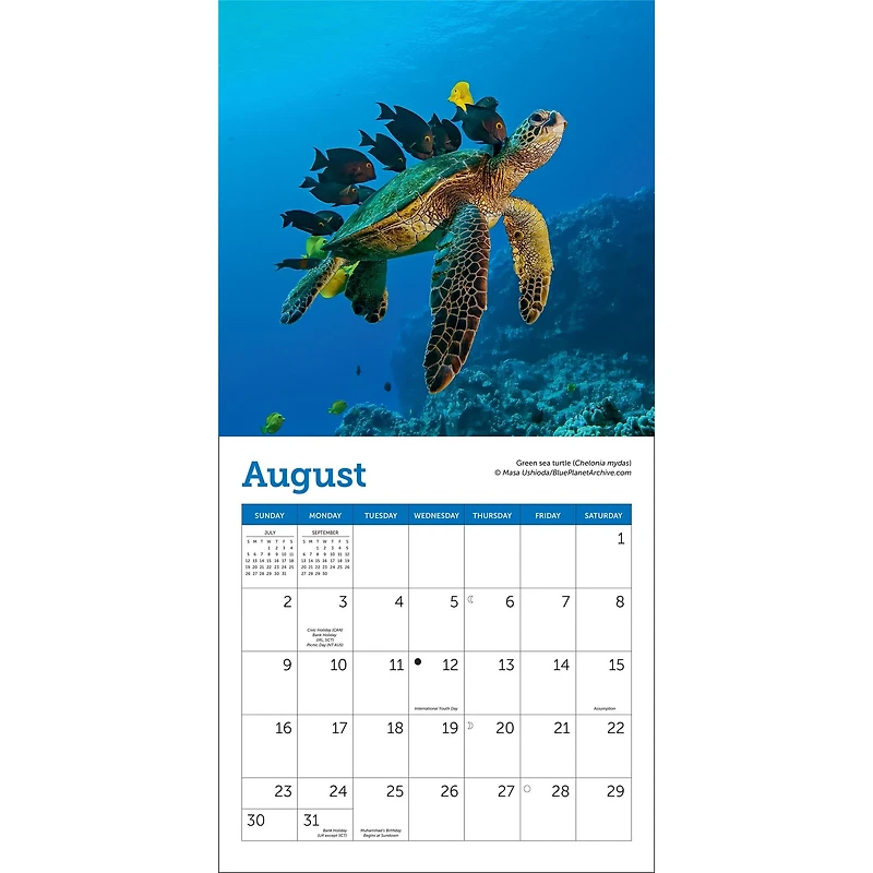 Sea Turtles 2026 MiniCalendar