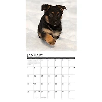 Just German Shepherd Puppies 2026 Wall Calendar