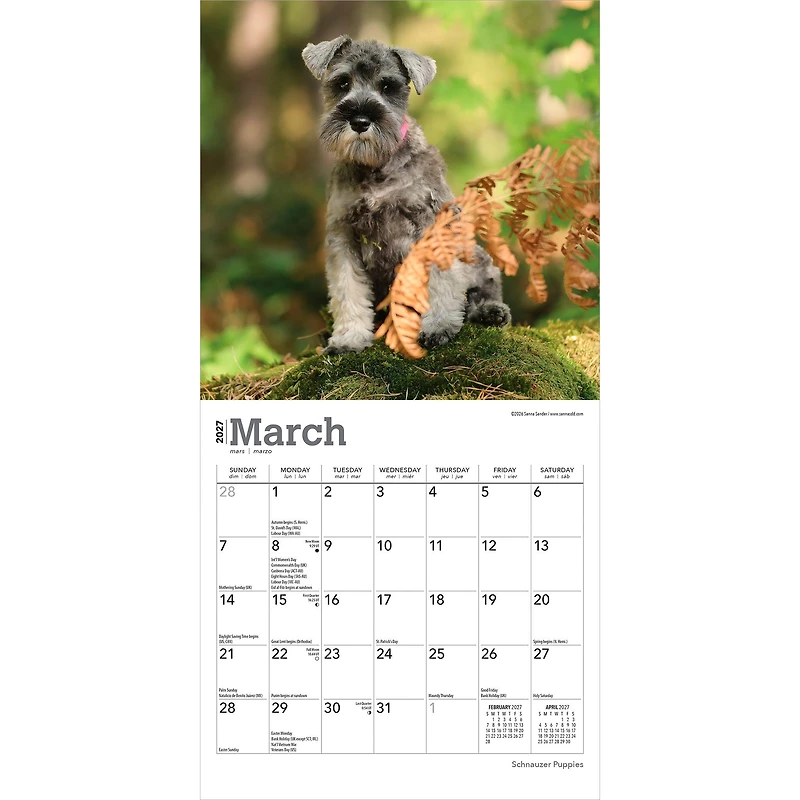 Schnauzer Puppies 2027 Mini Calendar