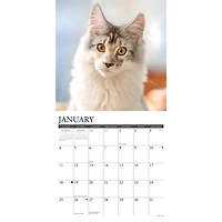 Just Maine Coon Cats 2026 Wall Calendar