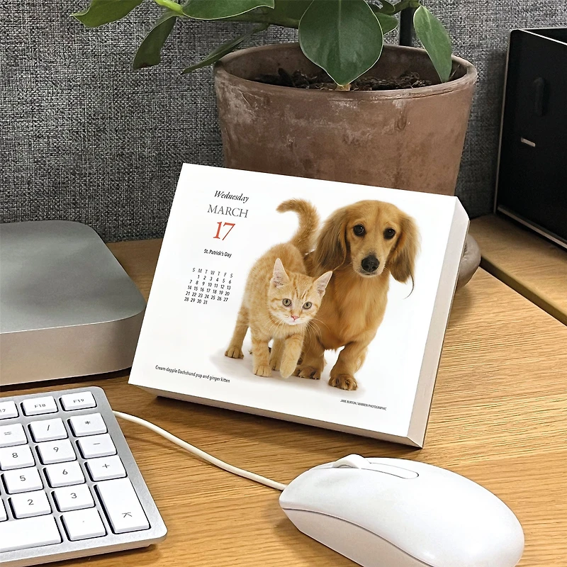 Puppies and Friends 2027 Box Calendar