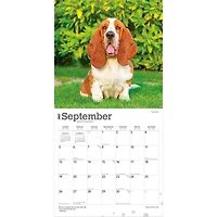 Basset Hounds 2027 Wall Calendar