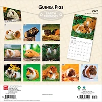 Guinea Pigs 2027 Wall Calendar