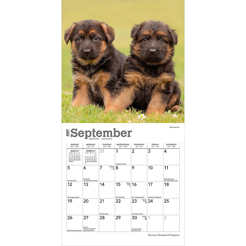 German Shepherd Puppies 2027 Mini Calendar