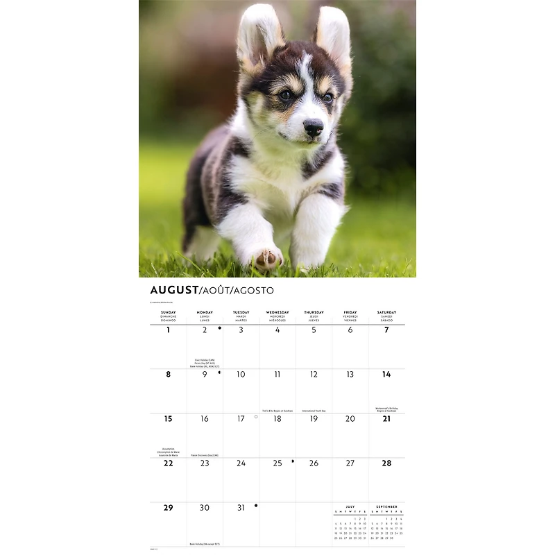 Corgi Puppies 2027 Wall Calendar