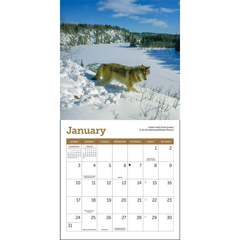 Wolves 2027 Mini Calendar