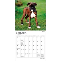 Boxer Puppies 2027 Mini Calendar