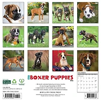 Just Boxer Puppies 2026 Wall Calendar