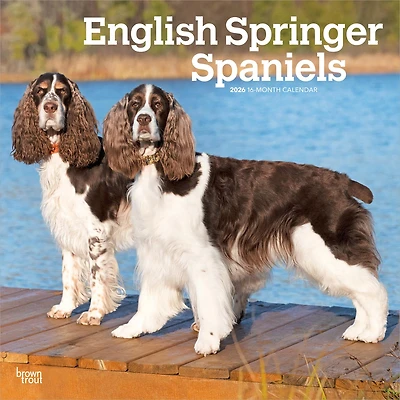 Springer Spaniels English 2026 Wall Calendar
