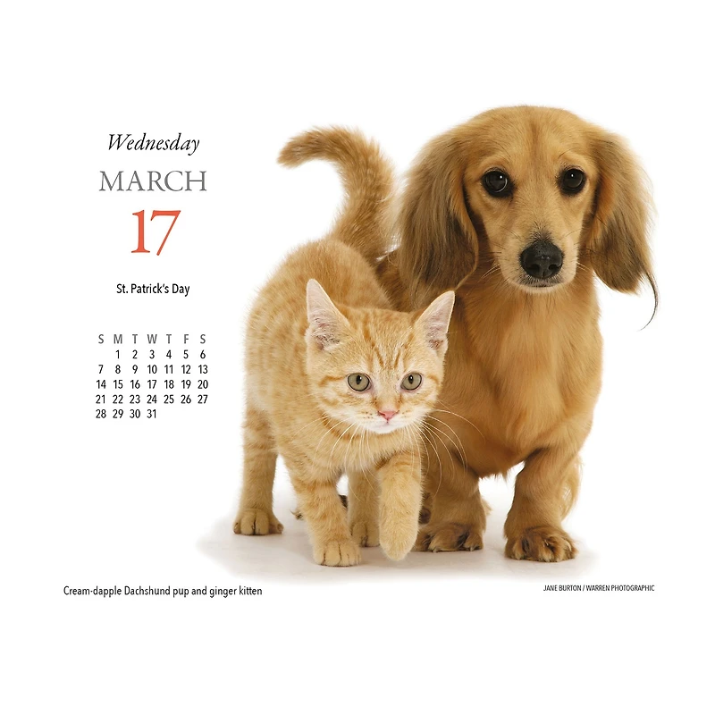 Puppies and Friends 2027 Box Calendar