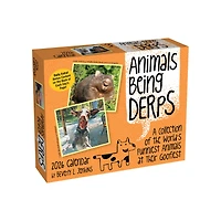 Animals Being Derps 2026 Box Calendar