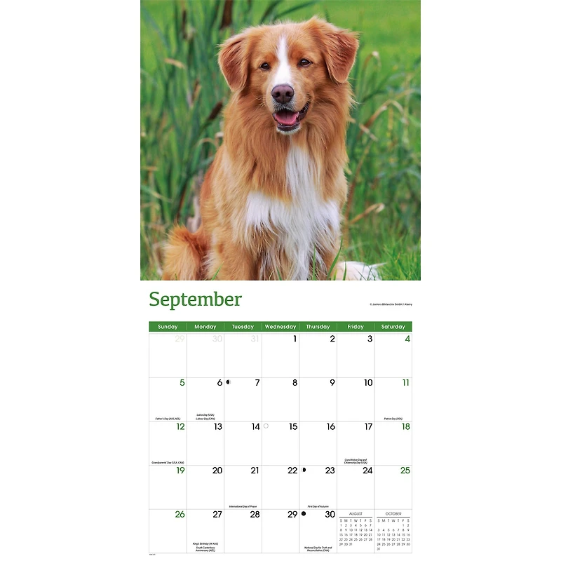 Nova Scotia Duck Tolling Retriever 2027 Wall Calendar