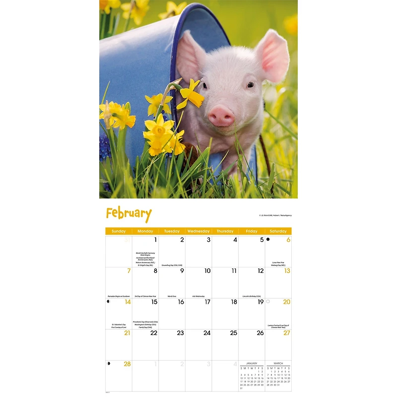 Mini Pigs 2027 Wall Calendar