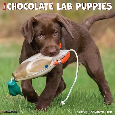 Just Chocolate Lab Puppies 2026 Wall Calendar - Online Only