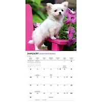 Chihuahua Puppies 2027 Mini Calendar