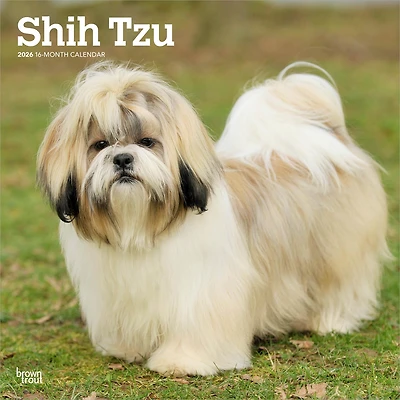 Shih Tzu 2026 Wall Calendar