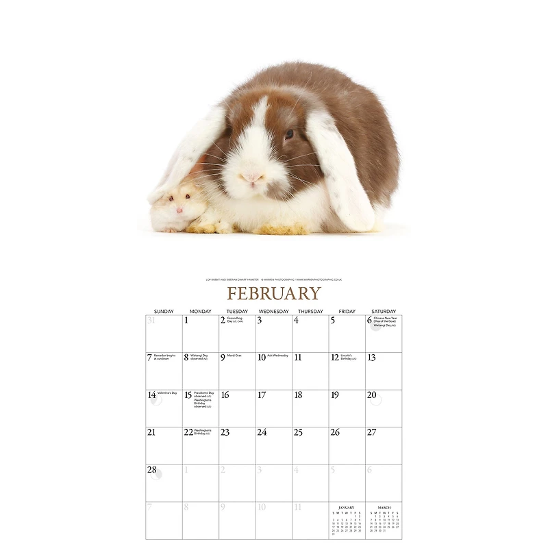 Bunnies and Friends 2027 Wall Calendar