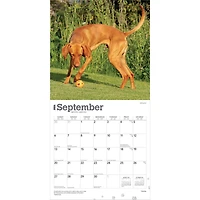 Vizslas 2026 Wall Calendar