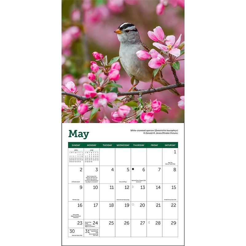 Songbirds 2027 Mini Calendar