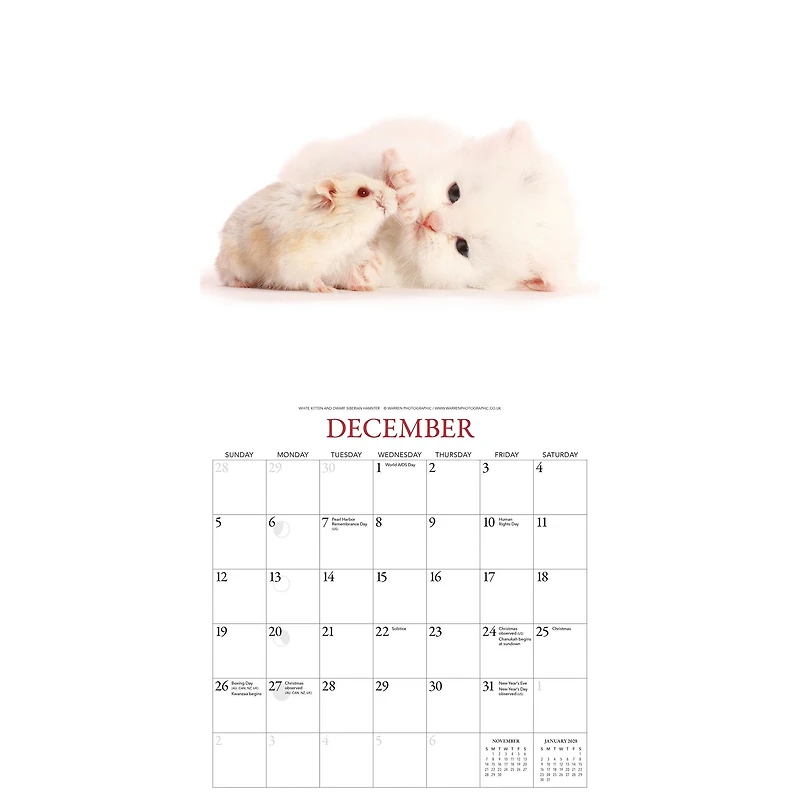 Kittens and Friends 2027 Wall Calendar