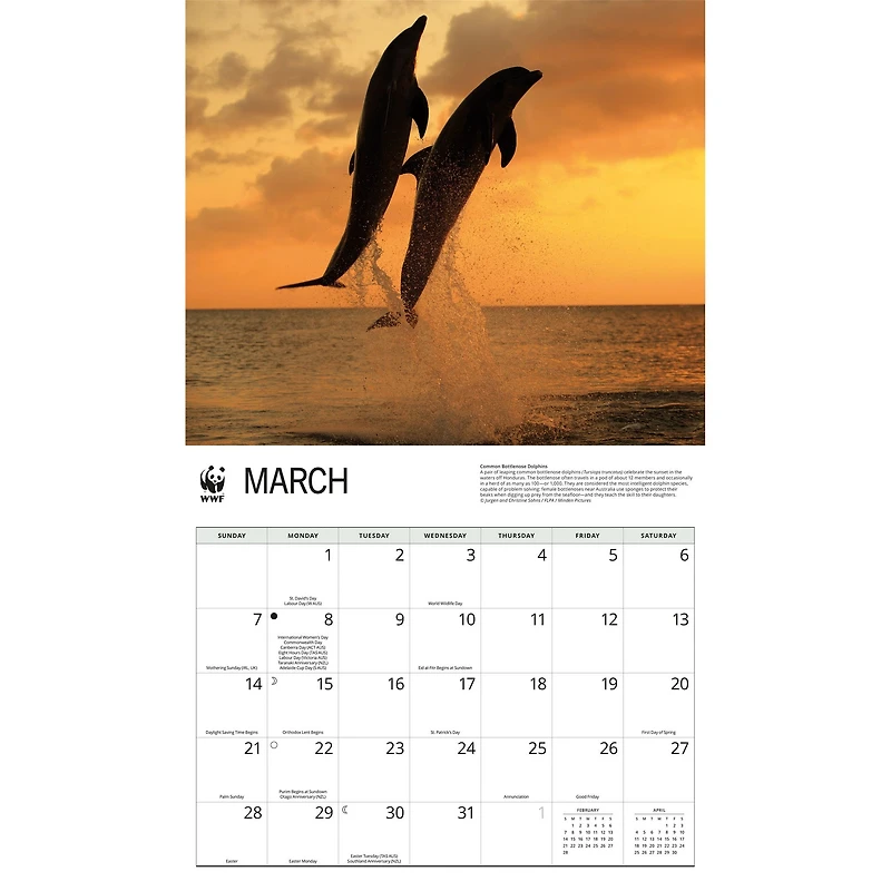 World Wildlife Fund Dolphins 2027 Wall Calendar