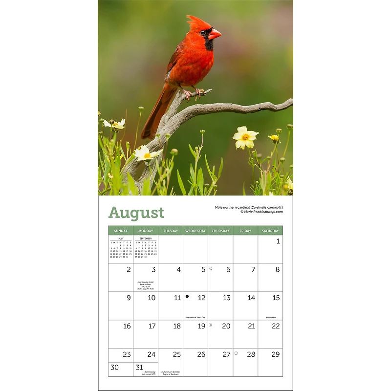 Songbirds 2026 Mini Calendar