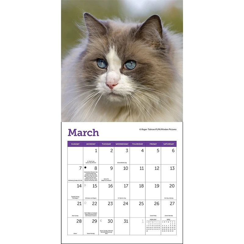 Cats 2027 Mini Calendar