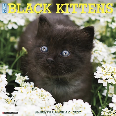 Black Kittens 2027 Wall Calendar - Online Only