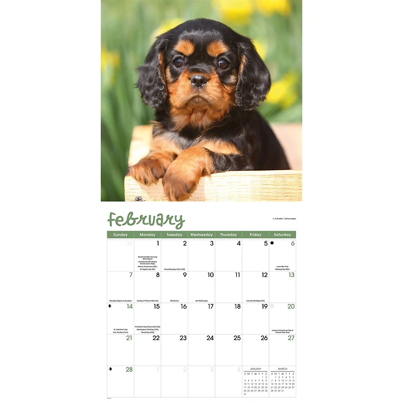 Puppies 2027 Wall Calendar