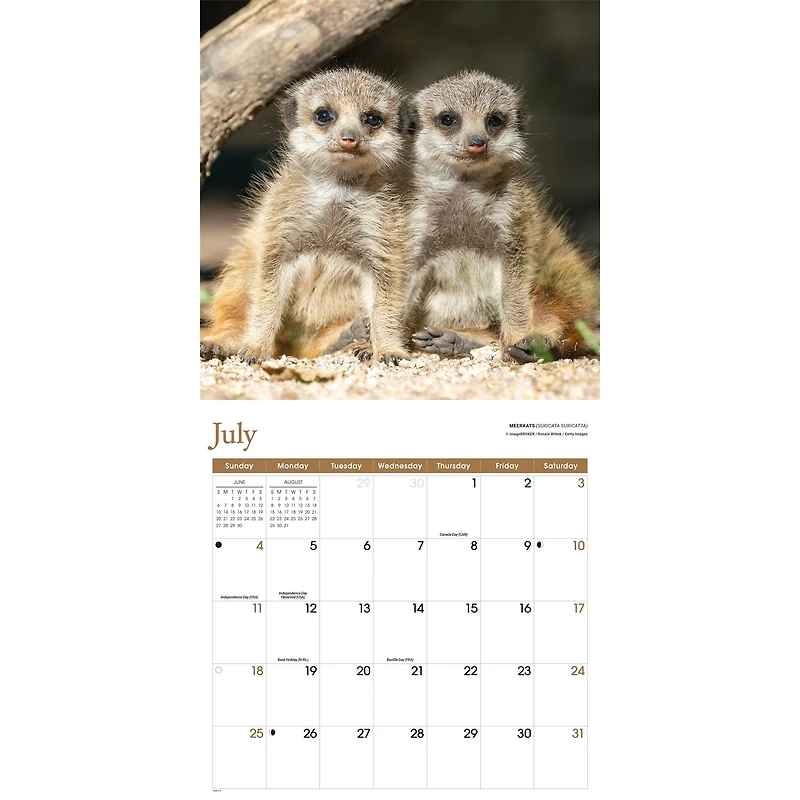 Baby Animals 2027 Wall Calendar