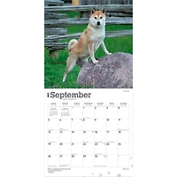 Shiba Inu 2027 Wall Calendar - Online Only