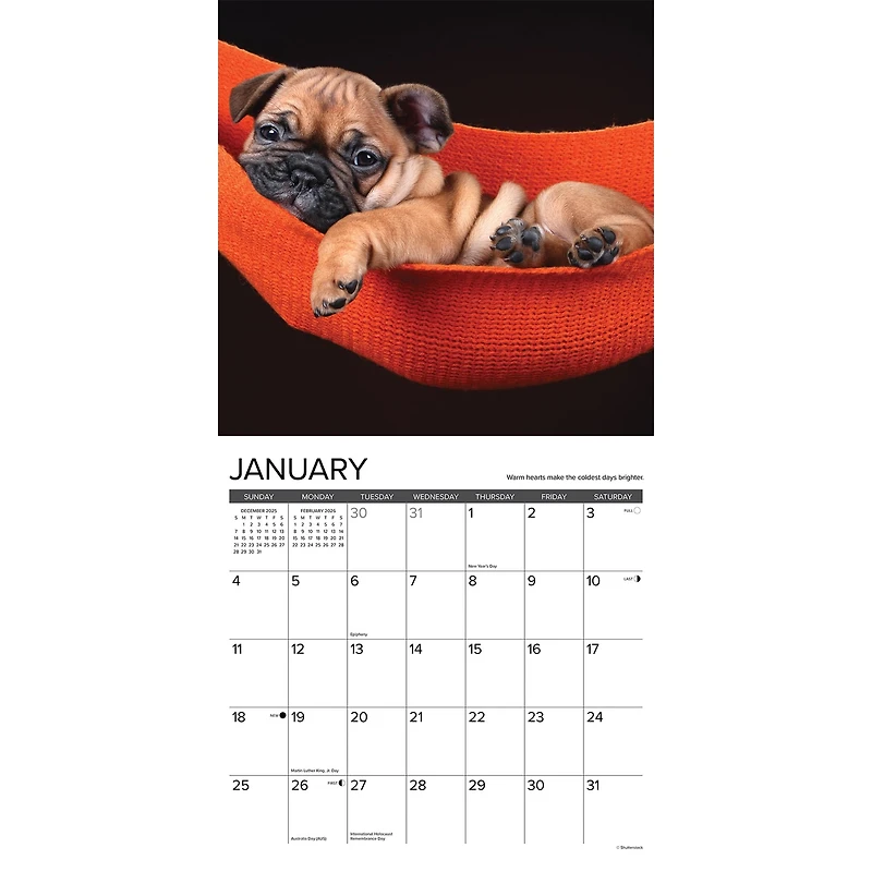 What Puppies Teach Us 2026 Wall Calendar