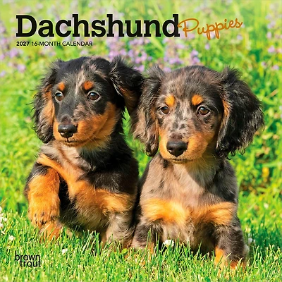 Dachshund Puppies 2027 Mini Calendar