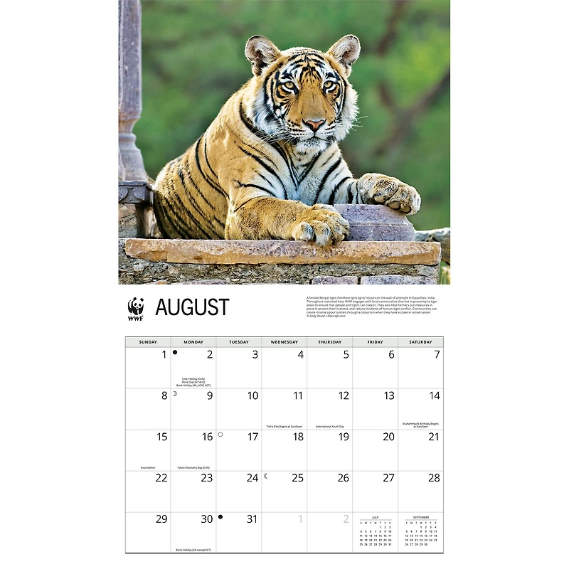 World Wildlife Fund Tigers 2027 Wall Calendar