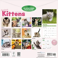 Curious Kittens 2027 Wall Calendar