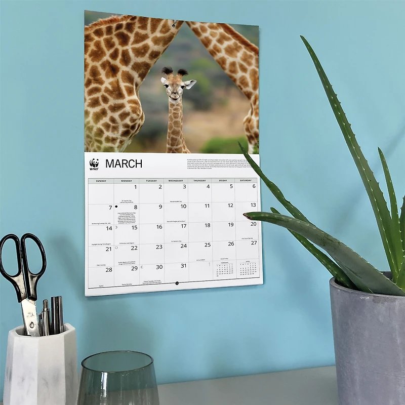 World Wildlife Fund Giraffes 2027 Wall Calendar